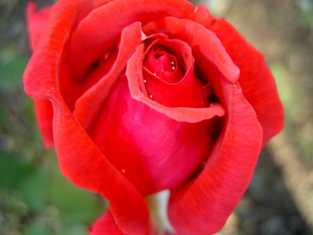 Il poeta Antonio Machado e l'amore in primavera